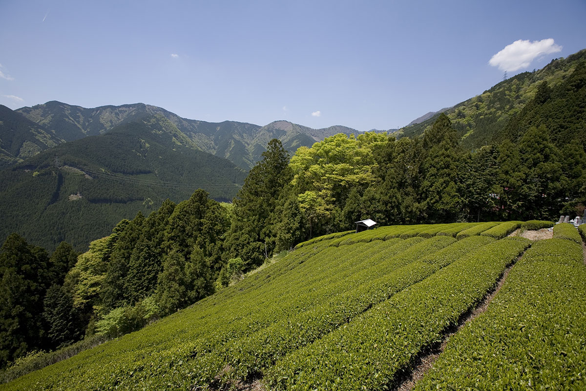 山間の茶畑 川根本町まちづくり観光協会提供