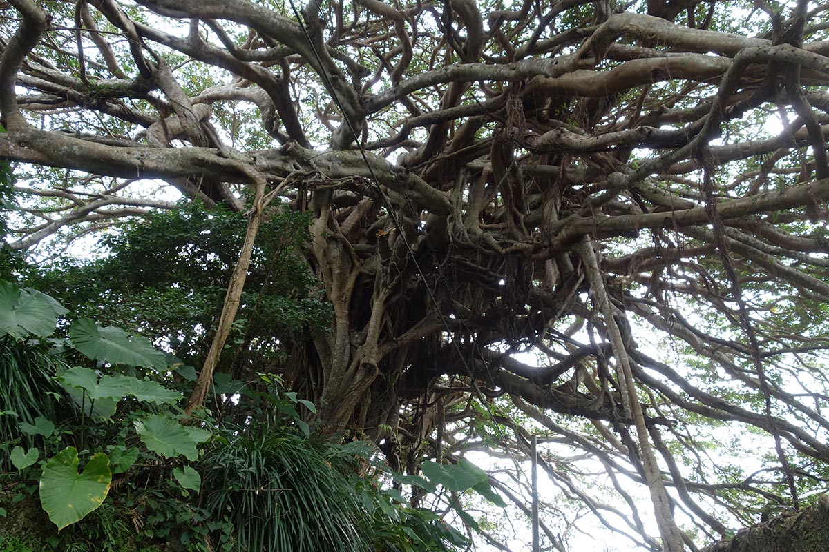 樹齢300年のガジュマル 徳之島