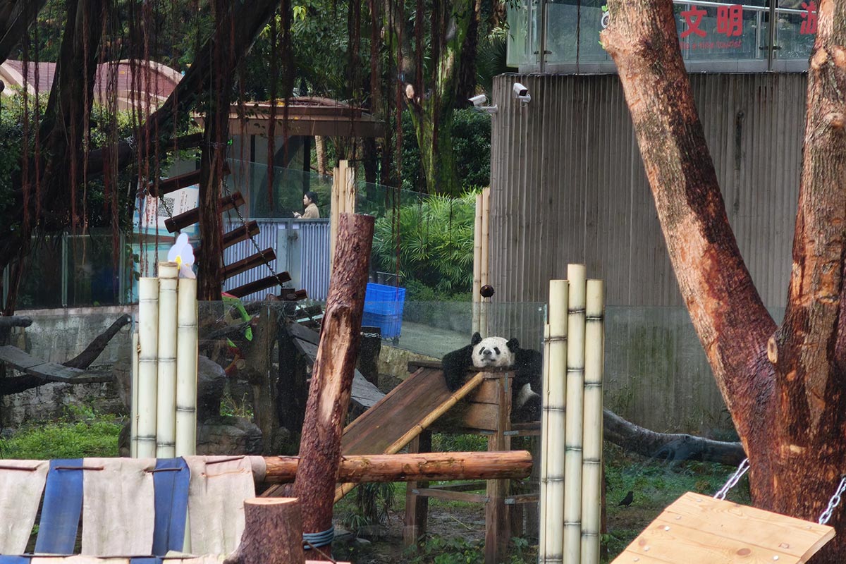 ①重慶動物園パンダ1