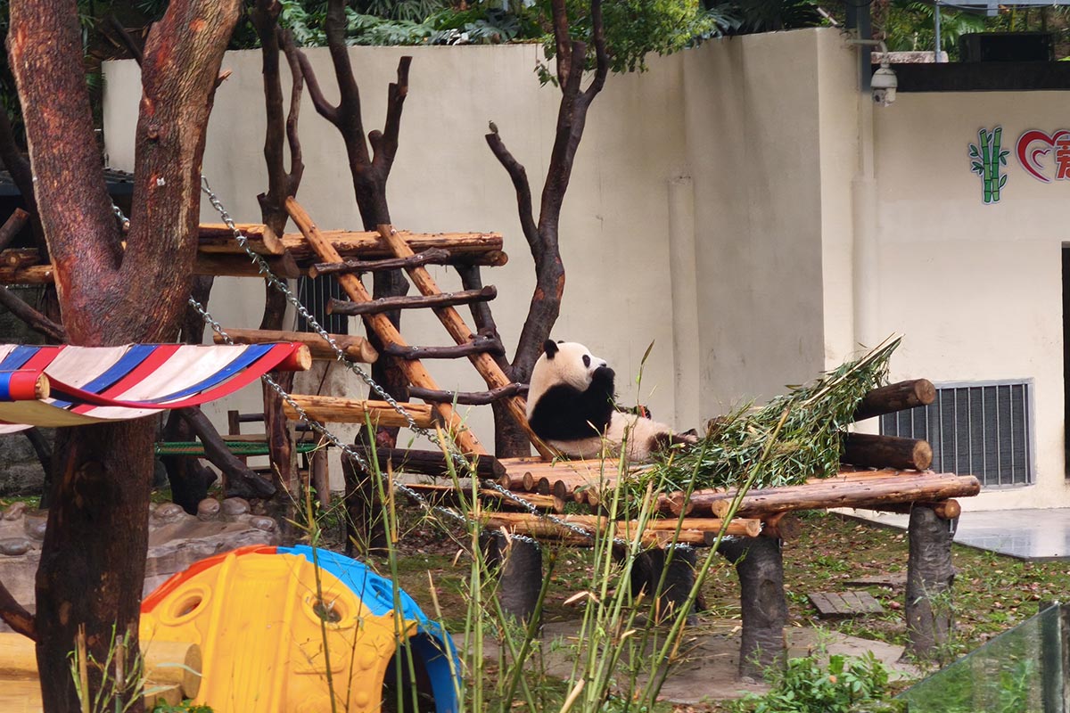 ②重慶動物園パンダ2