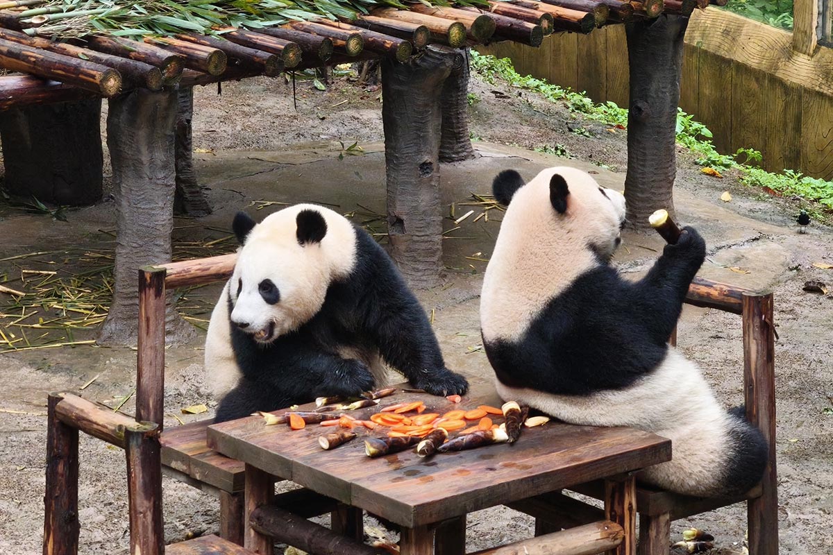 ③重慶動物園パンダ3