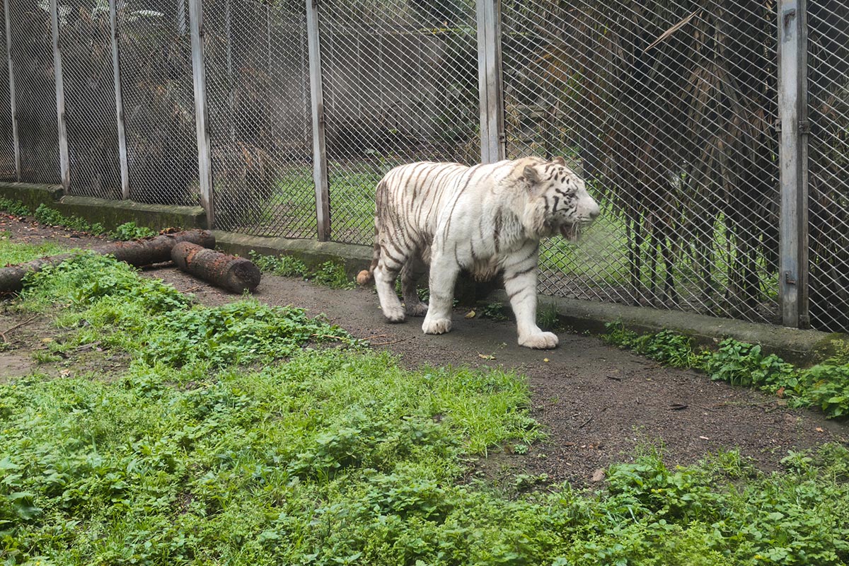 ④重慶動物園ホワイトタイガー