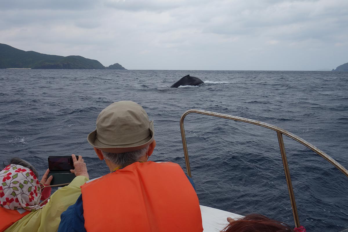 ホエールウォッチング