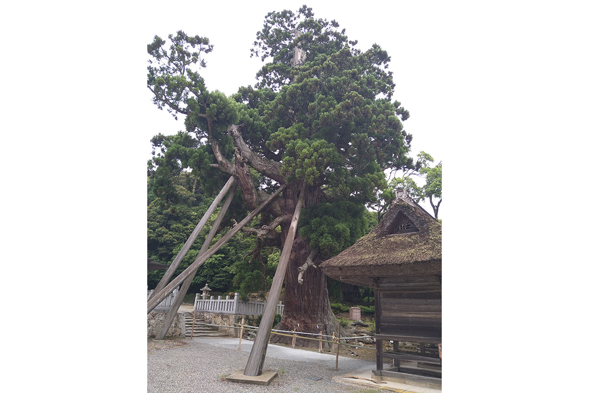 八百杉 島後