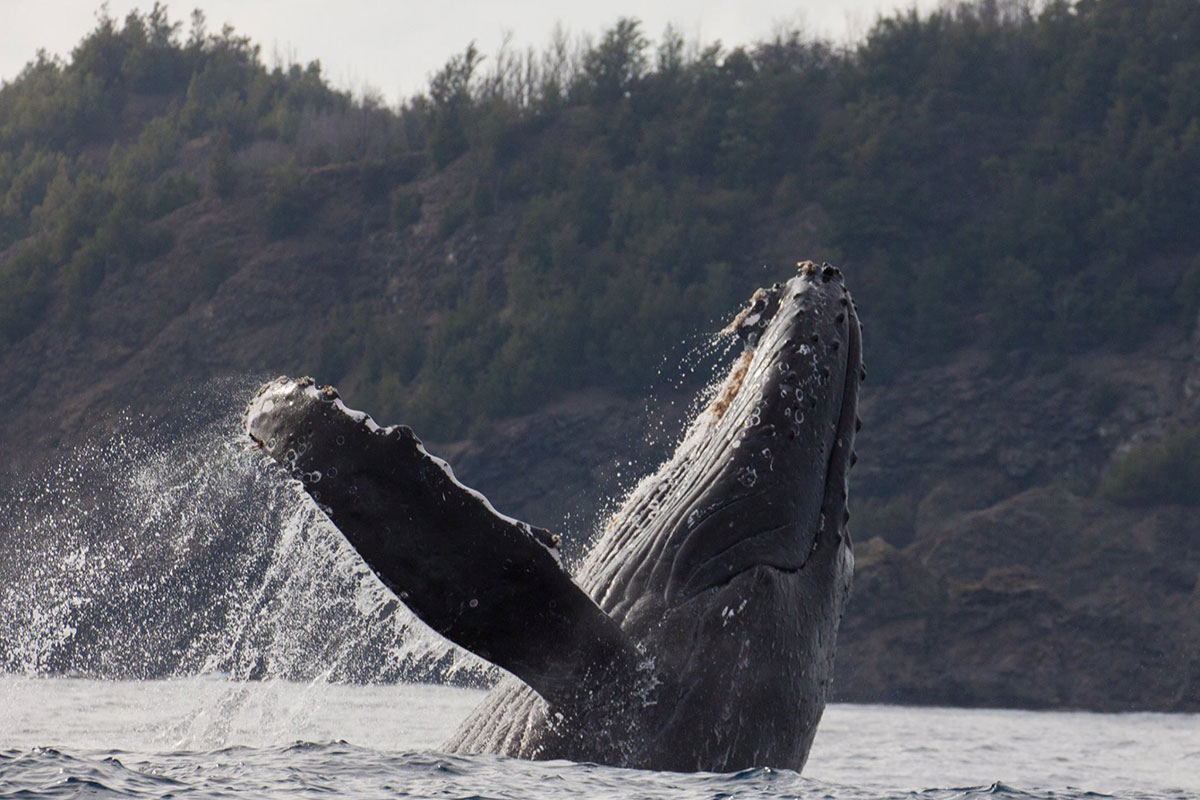 ザトウクジラが見られる時期