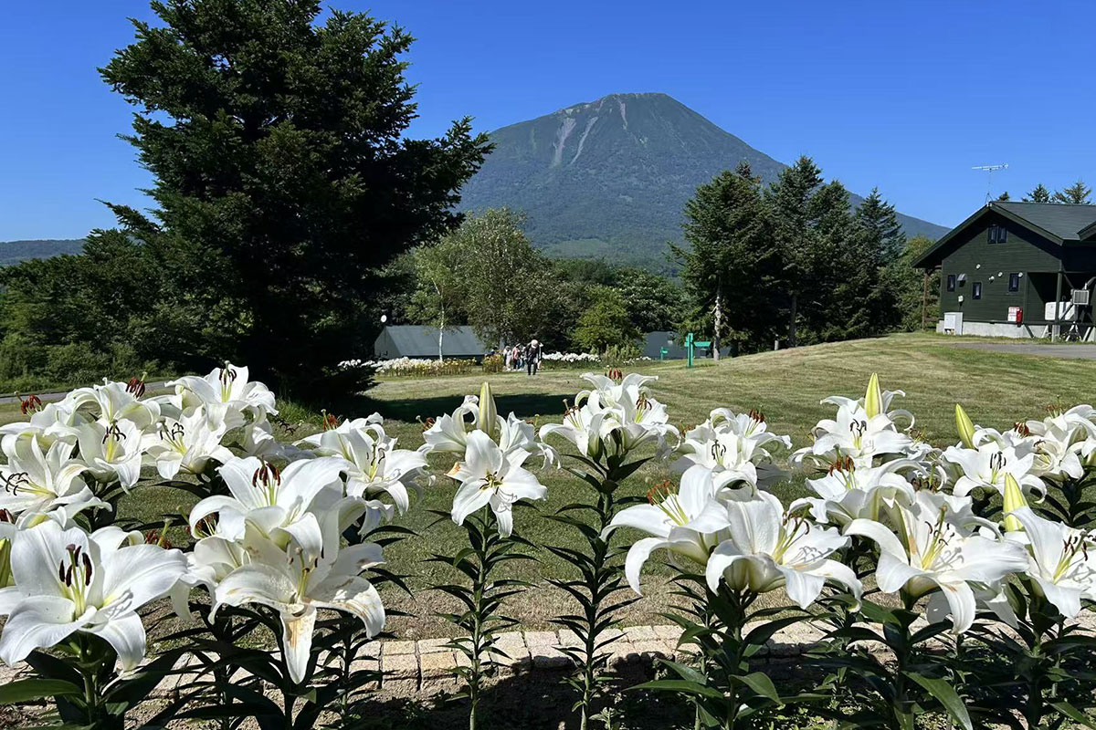 羊蹄山とユリの花