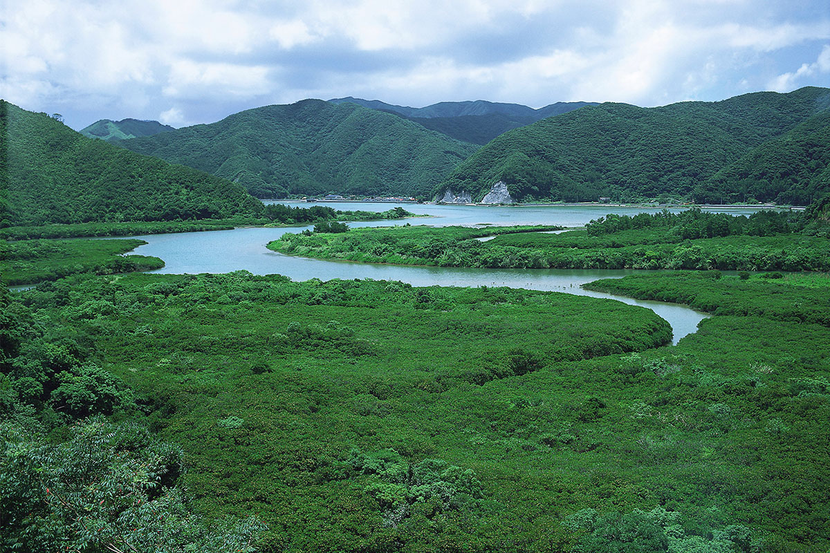 奄美大島　N01マングローブ群生地（鹿児島県観光連盟提供）
