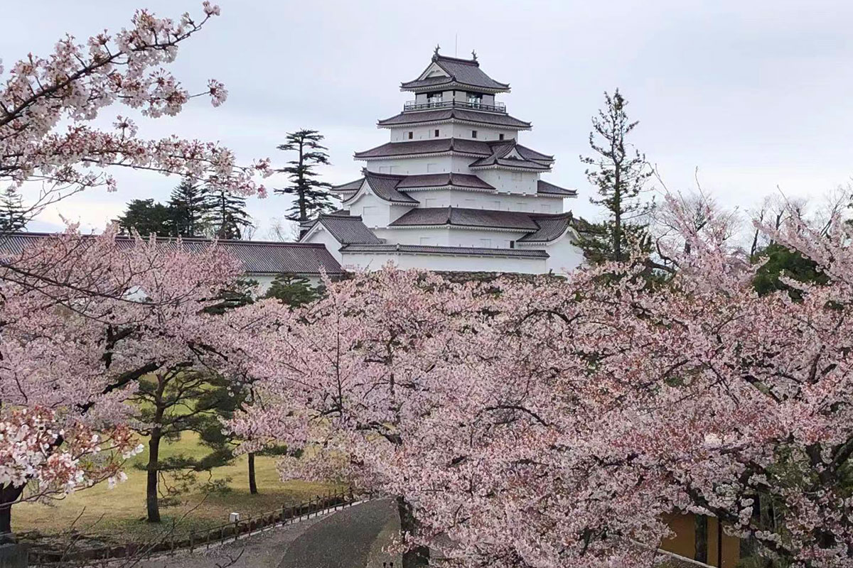 鶴ヶ城の桜2