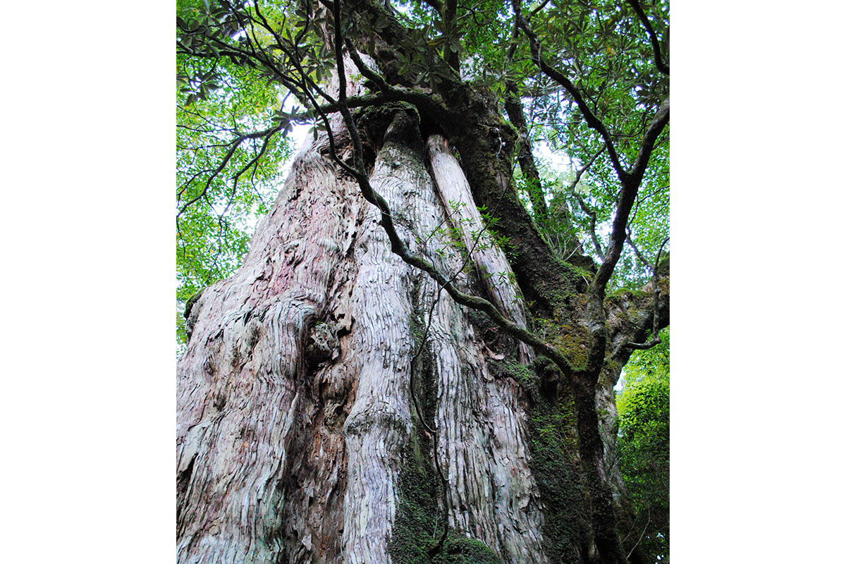 樹齢３０００年といわれる　紀元杉（©Ｋ．Ｐ.Ｖ．Ｂ）
