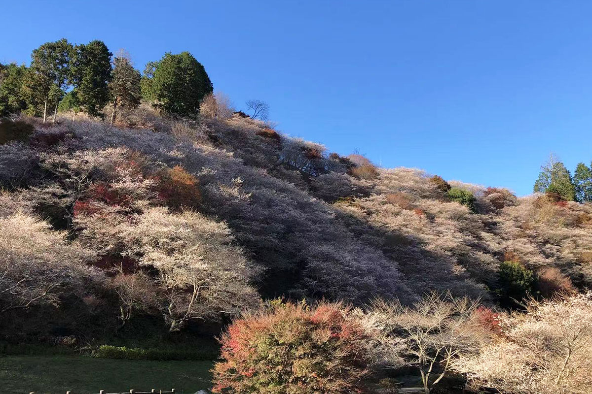 小原の四季桜（昨年11月24日撮影）