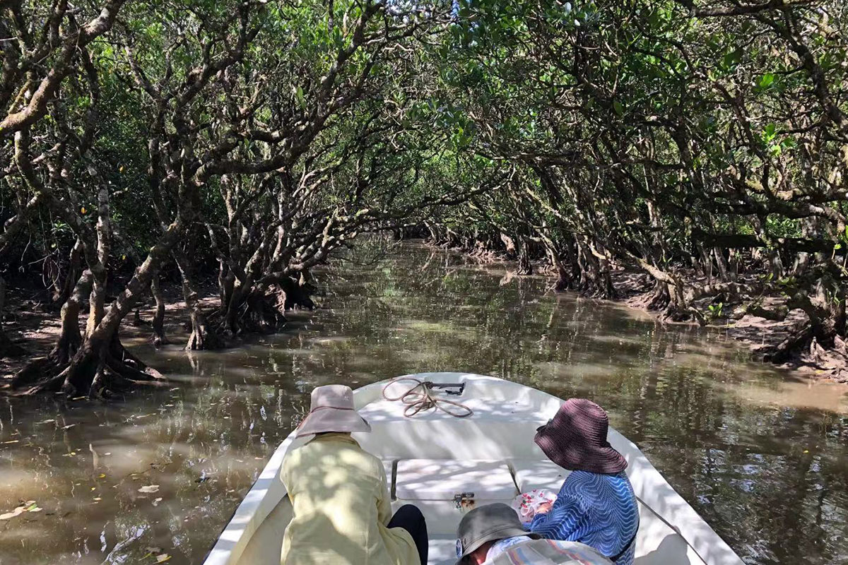 マングローブジャングルをボートで進んでいきます