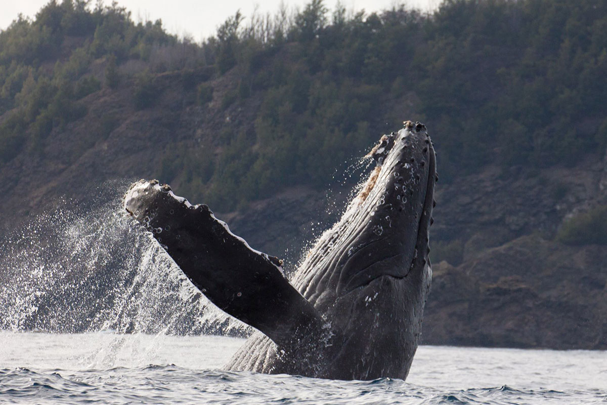 2～4月はザトウクジラが良く見える時期　運が良ければ間近で見ることができます