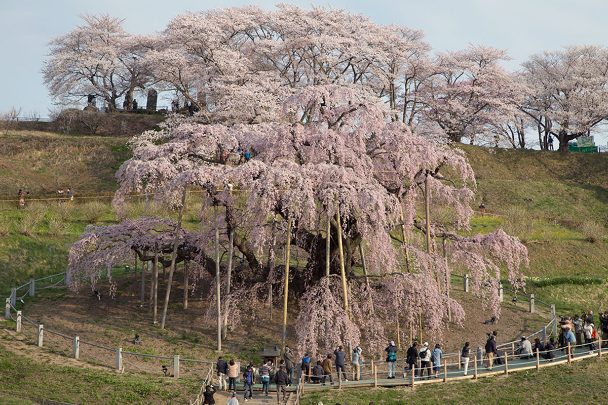 三春滝桜（福島県観光復興推進委員会　提供）