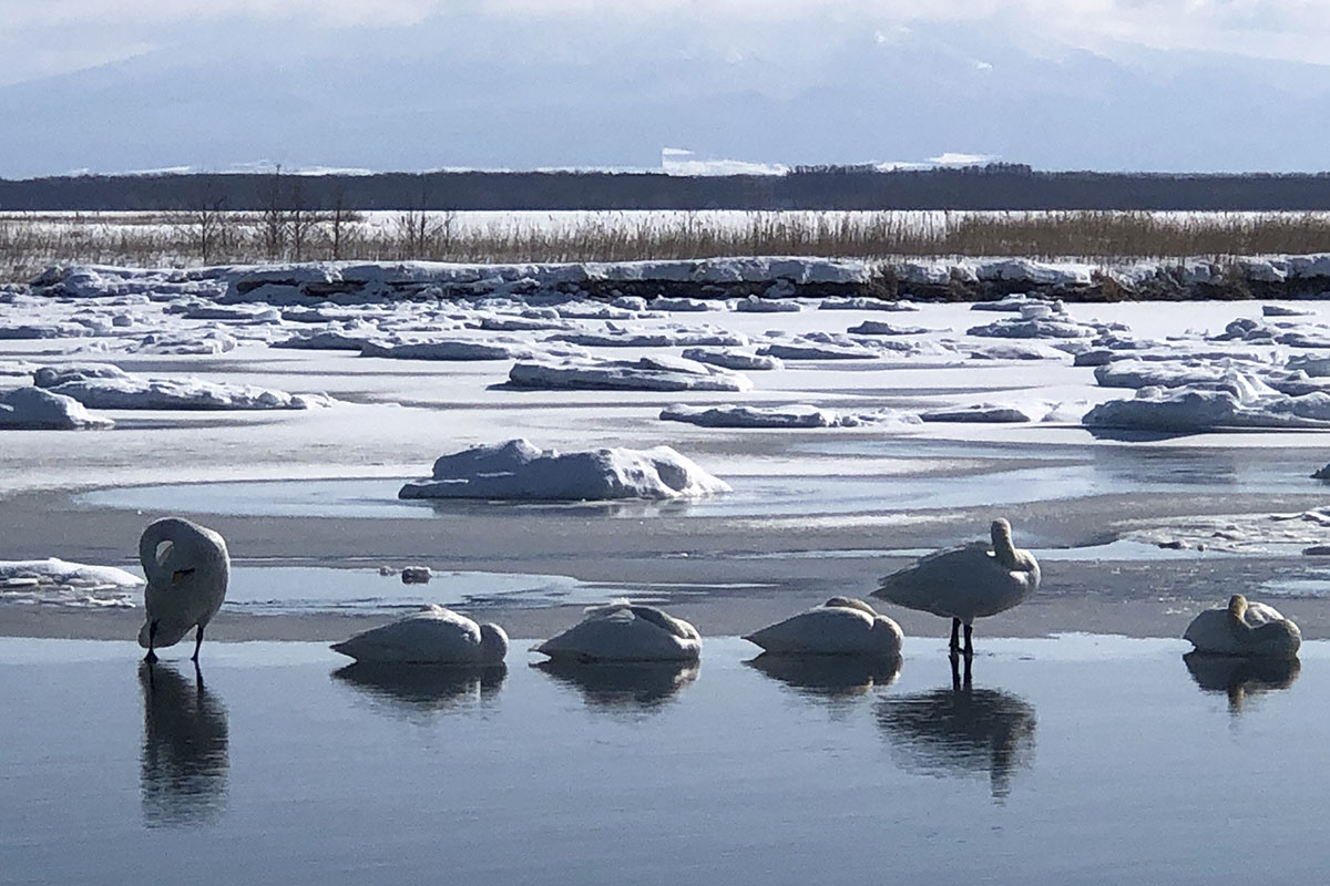 オオハクチョウの飛来地として知れる濤沸湖は流氷が入りこんでいました