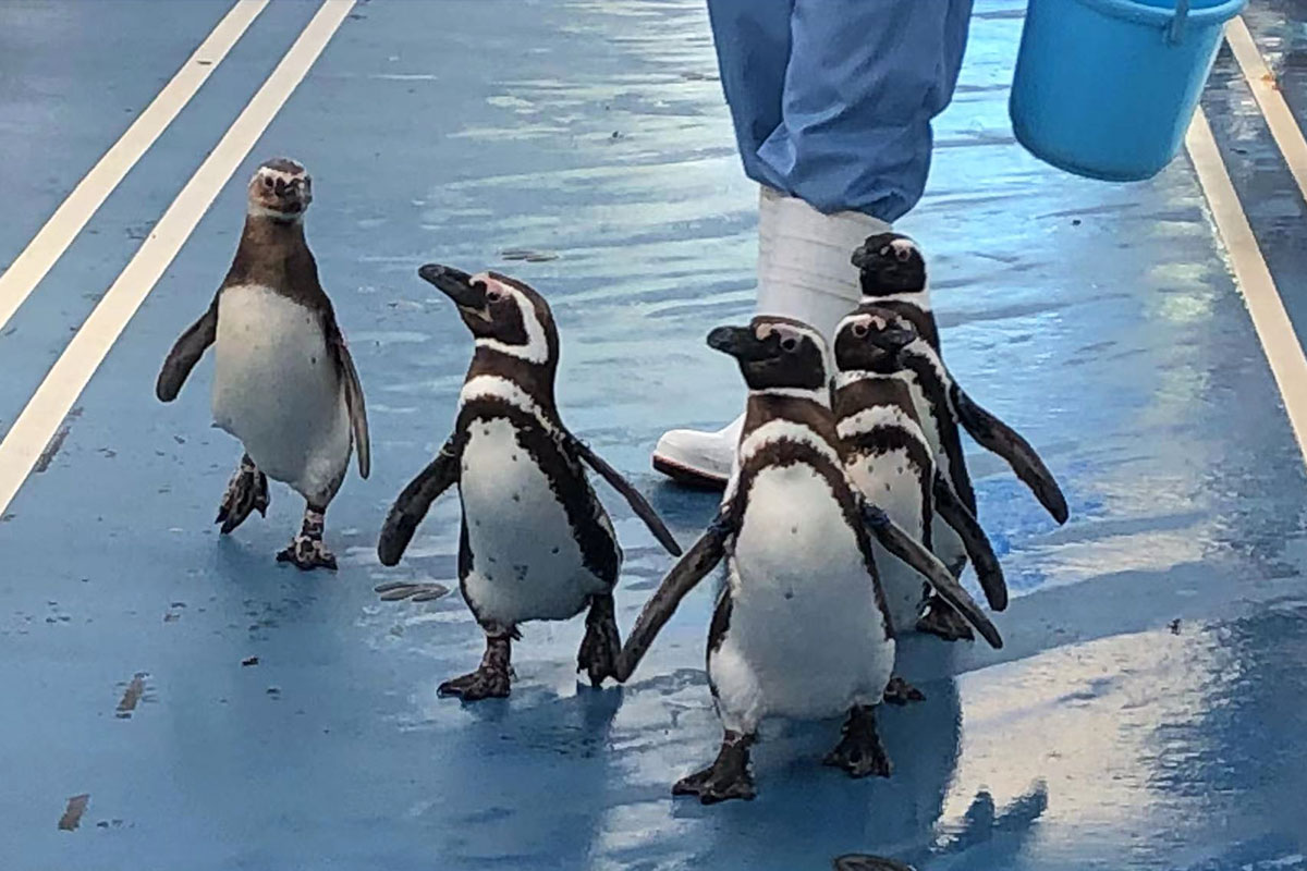 のとじま水族館　ペンギンの散歩