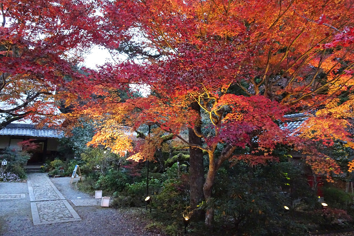 神蔵寺　ライトアップ紅葉