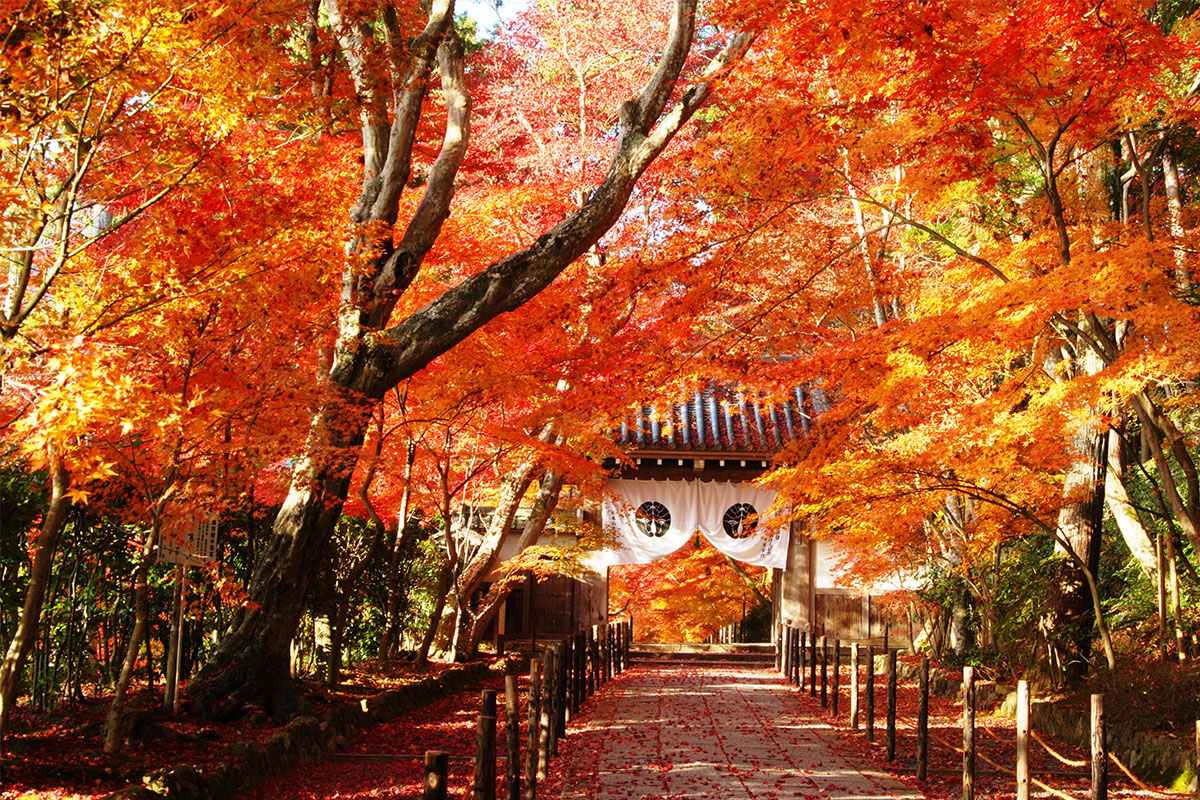 「そうだ京都、行こう。」で紹介された光明寺【写真提供：光明寺】