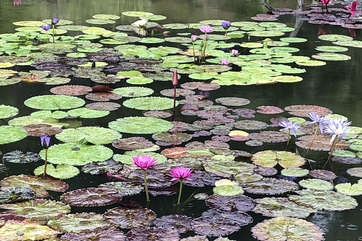 モネの庭マルモッタン　水の庭の睡蓮