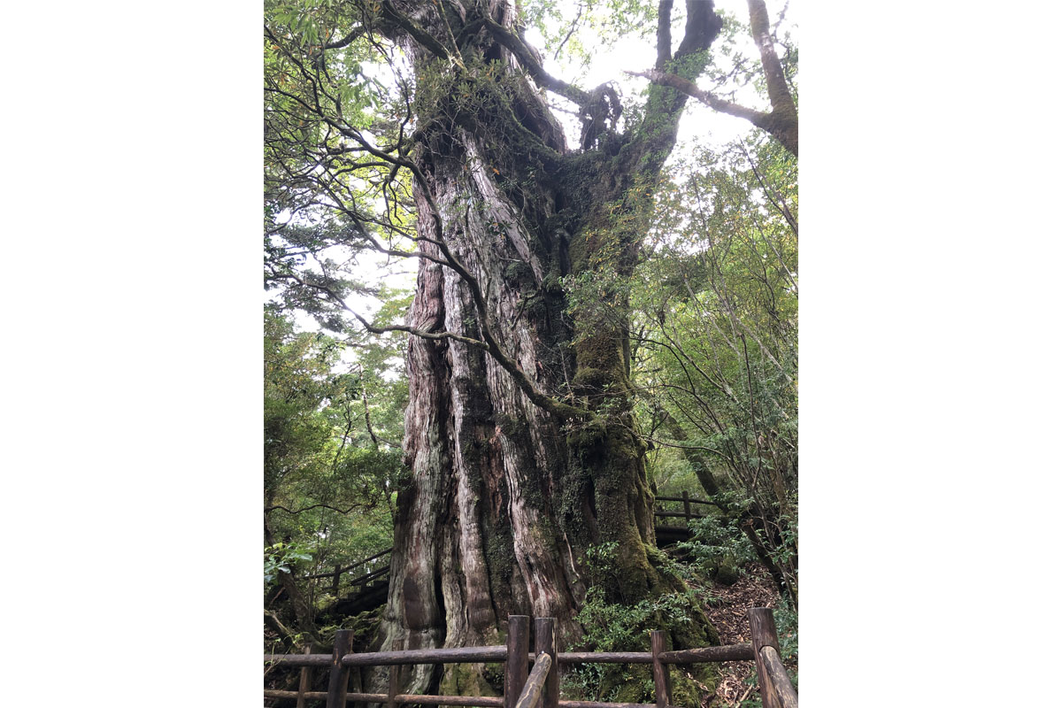 樹齢3千年といわれる紀元杉