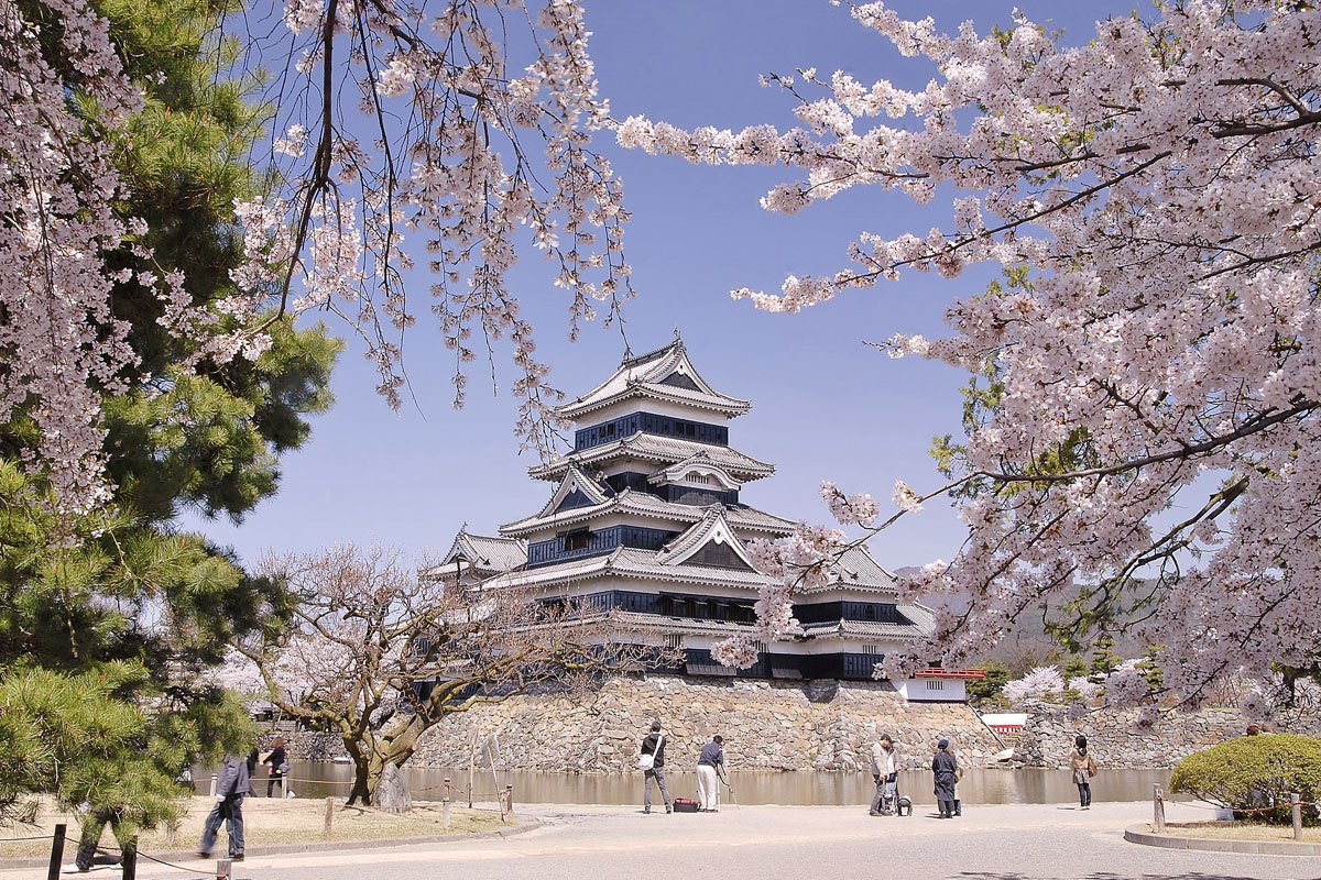 松本城と桜（松本市）