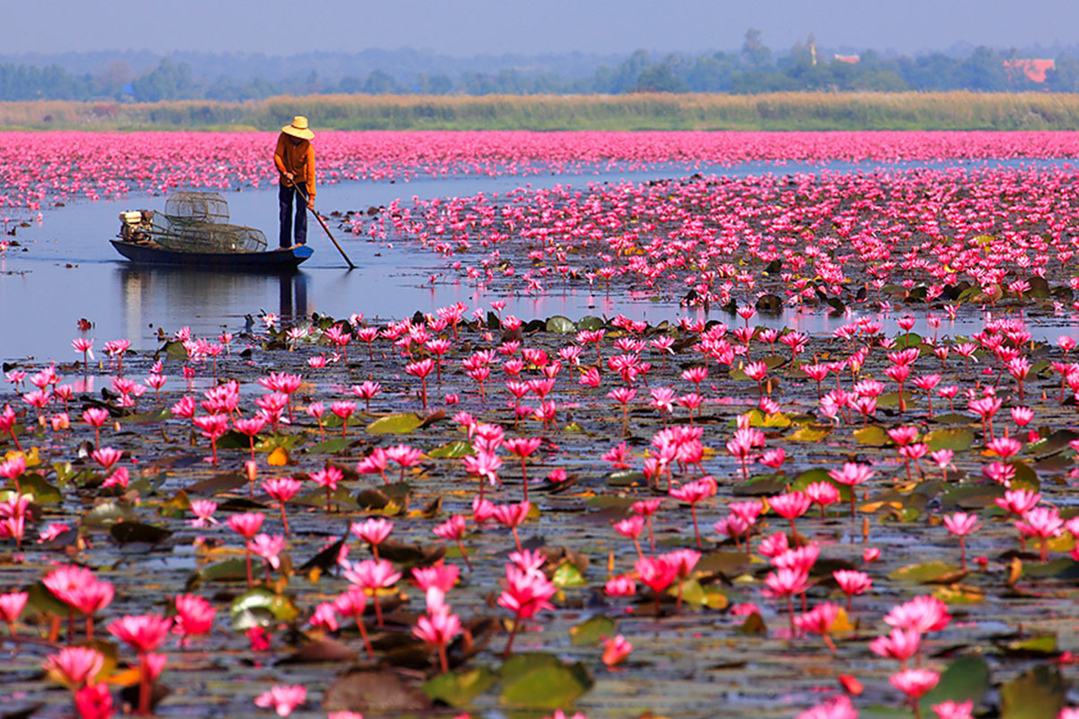 紅い睡蓮の海ノーンハーン湖①（イメージ）＠タイ国政府観光庁