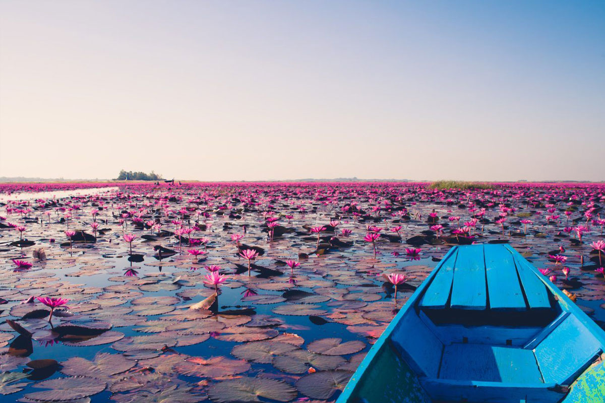 紅い睡蓮の海ノンハーン湖②＠タイ国政府観光庁