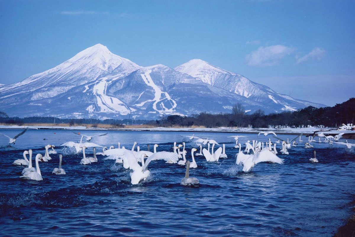 渡り鳥の越冬地としても知られる猪苗代湖・志田浜（イメージ）