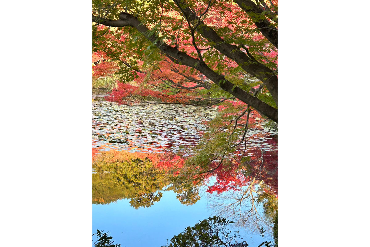 龍安寺の池にうつる紅葉