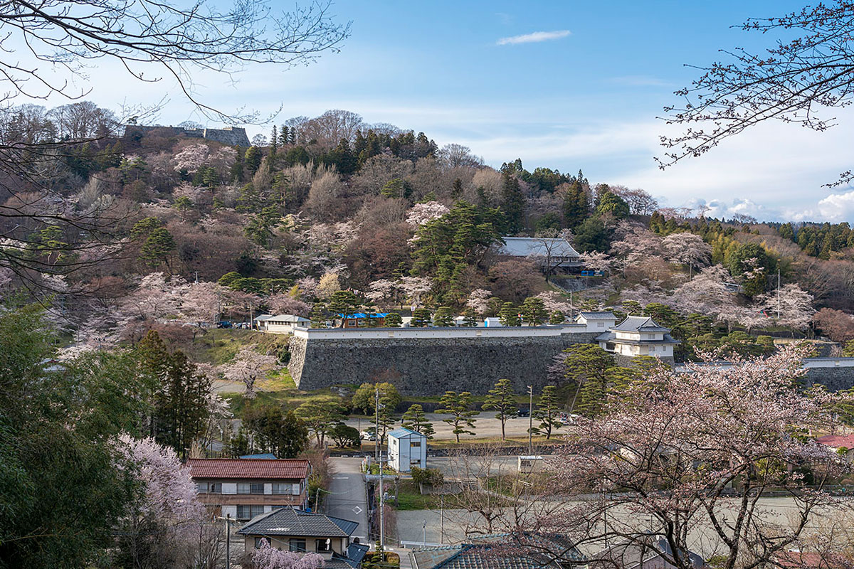 霞ケ城の桜