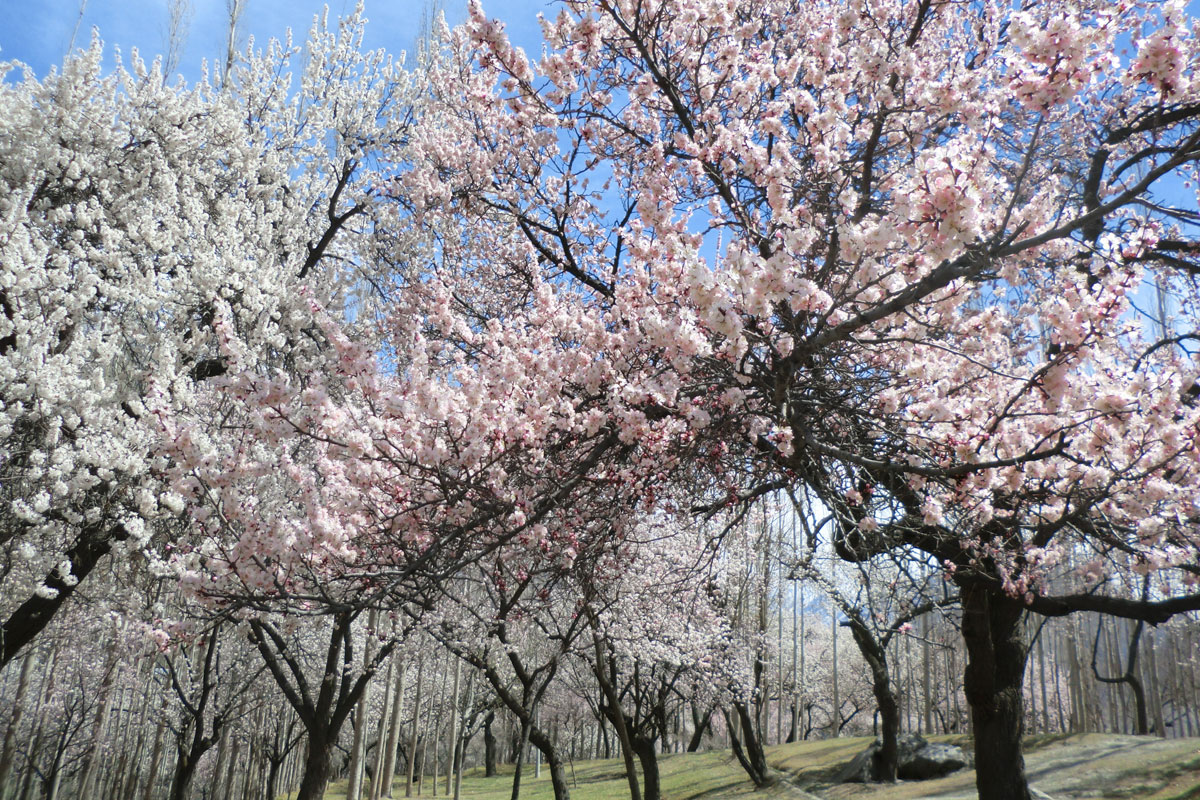 杏やアーモンドの花が咲き乱れるこの時季のフンザ（イメージ）
