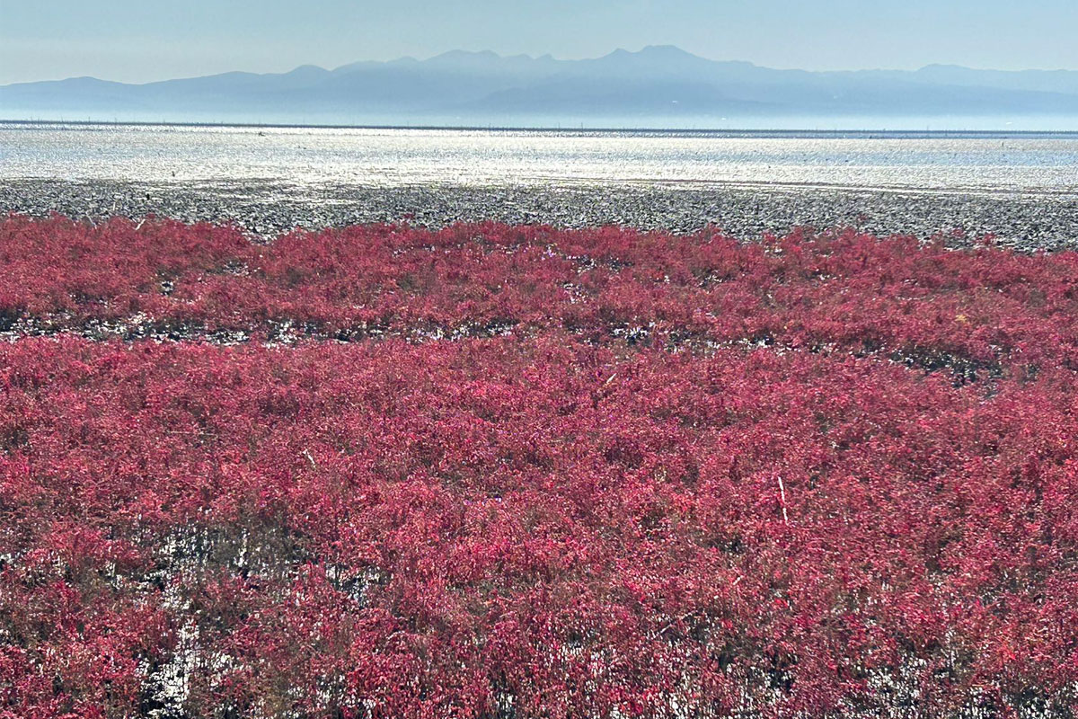 有明海と真っ赤なシチメンソウ