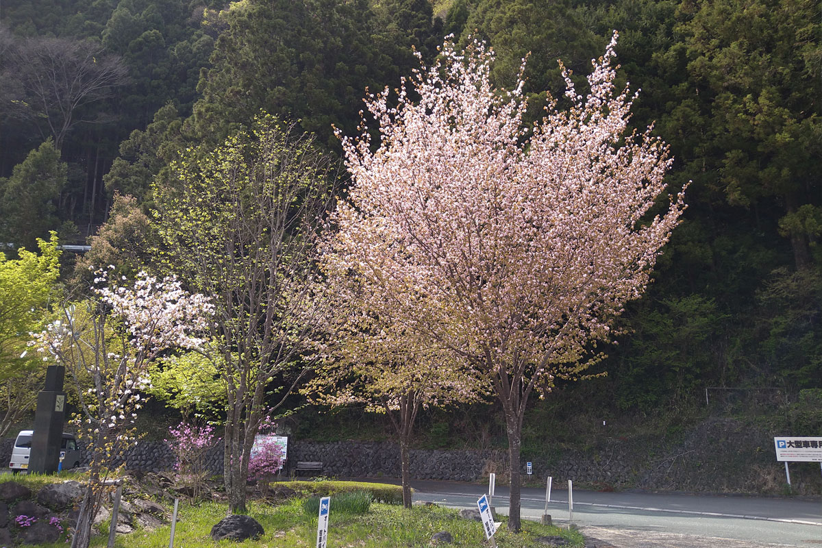 千頭駅前の桜