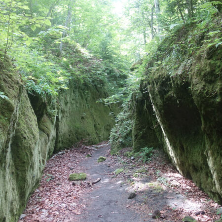 苔の回廊①