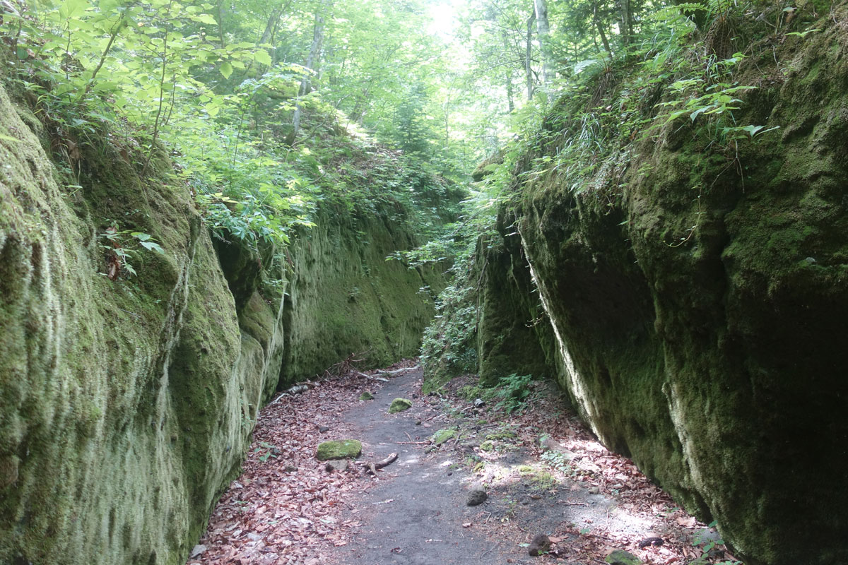 苔の回廊①