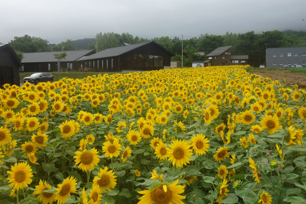 ニセコ高橋牧場のヒマワリ畑