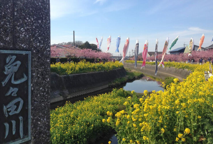 免々田川菜の花桜まつり