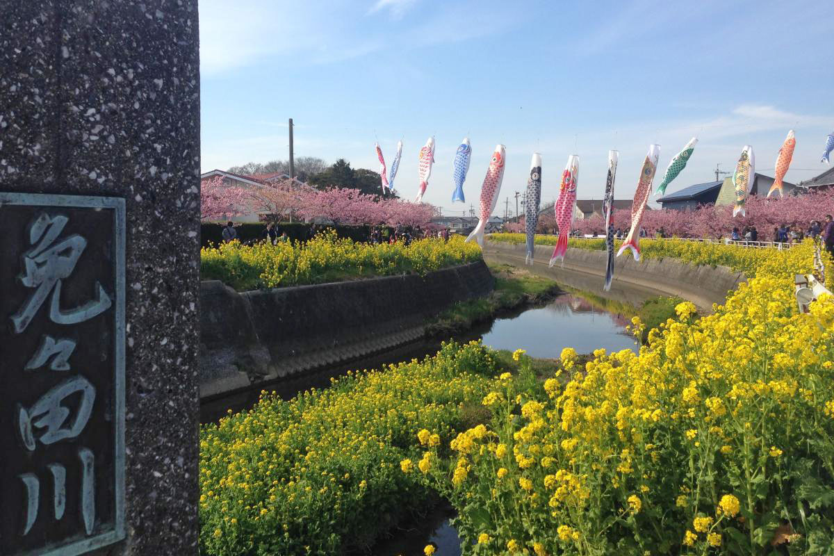 免々田川菜の花桜まつり