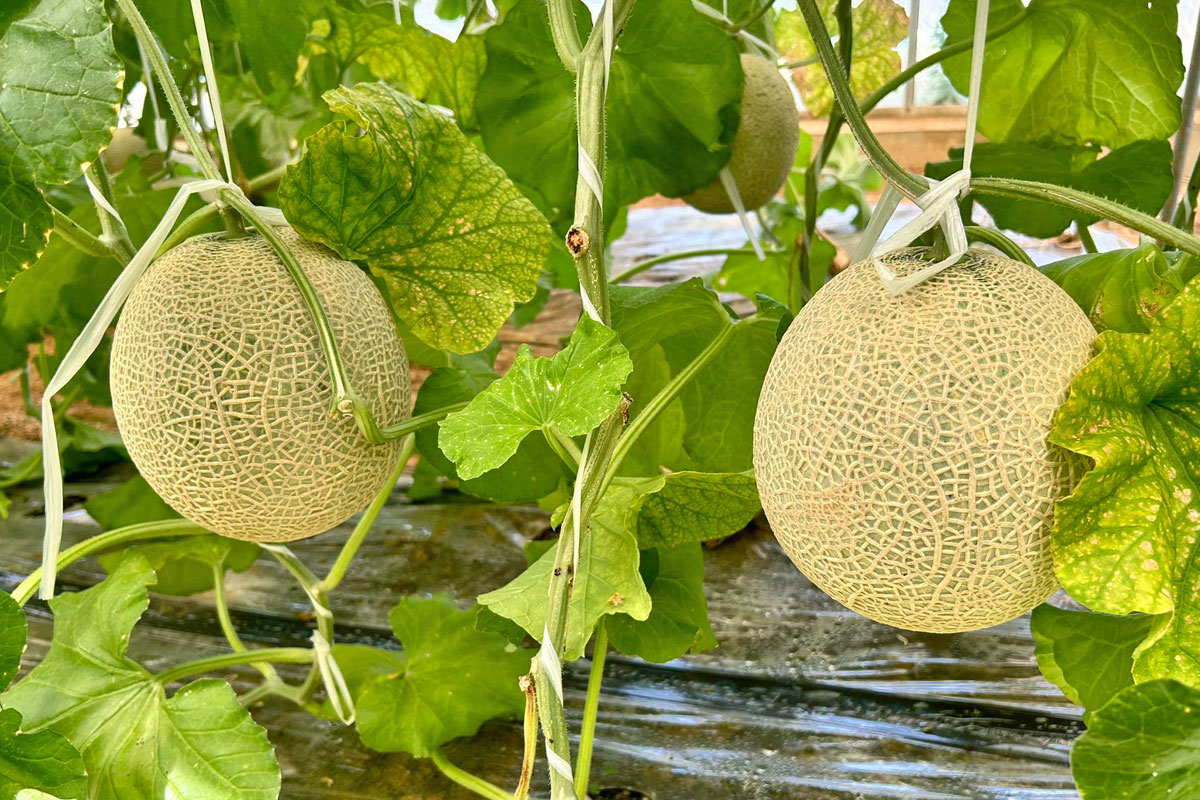 伊良湖でメロン狩り