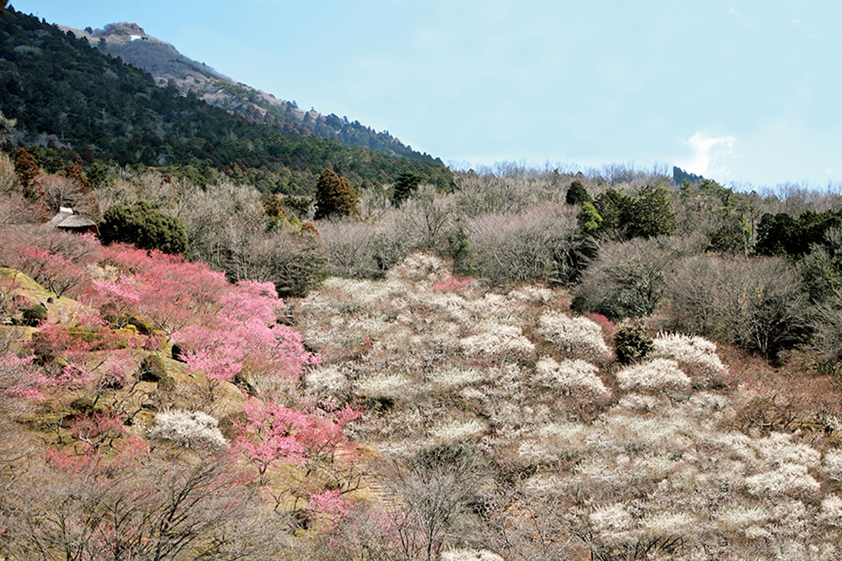 筑波山と梅林