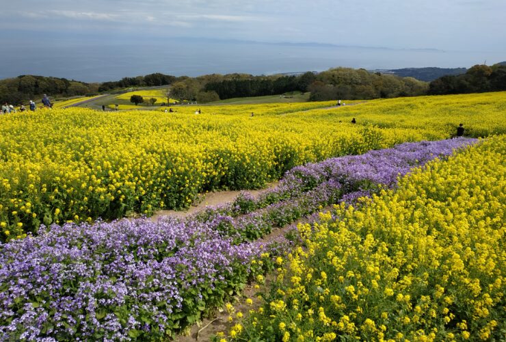 あわじ花さじき　菜の花とストック