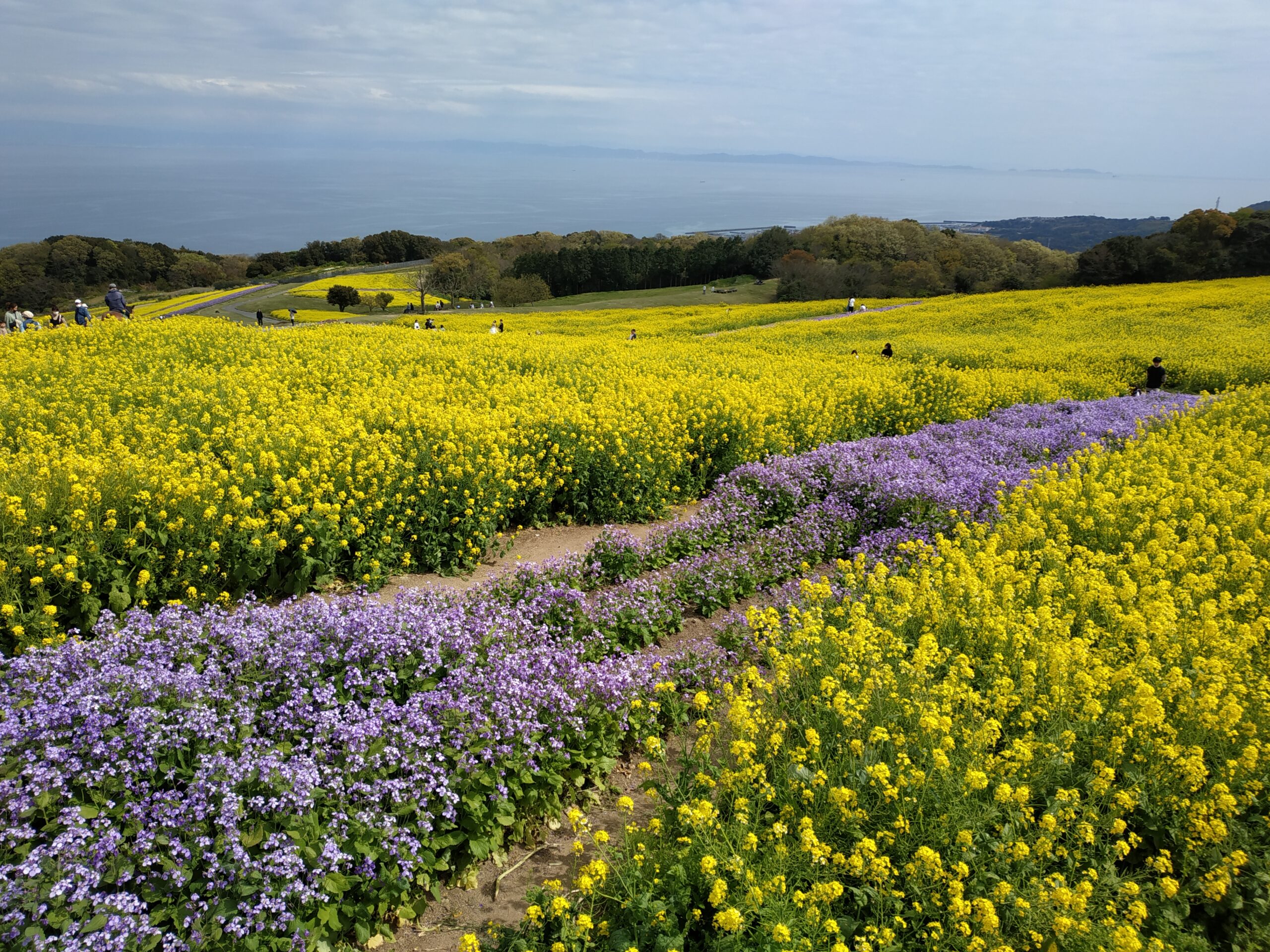 あわじ花さじき　菜の花とストック