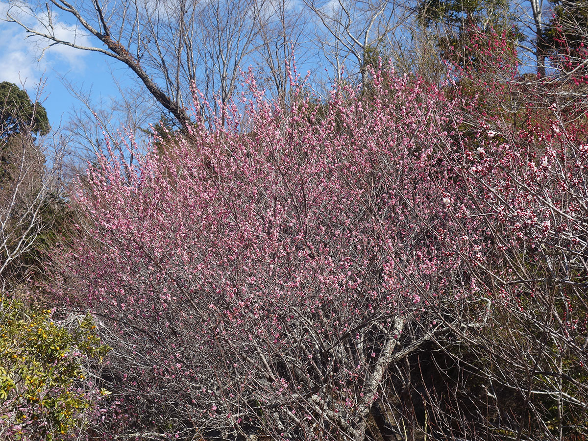 梅の花