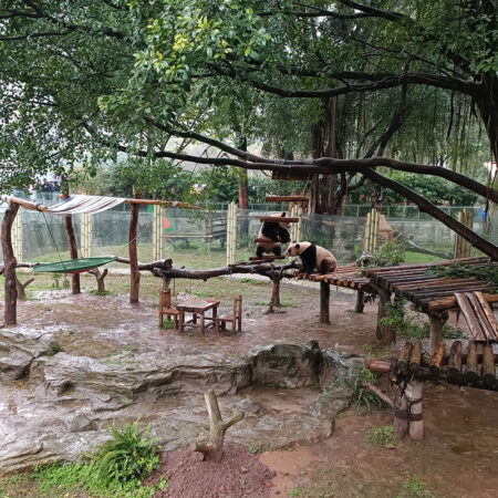 重慶動物園のパンダ