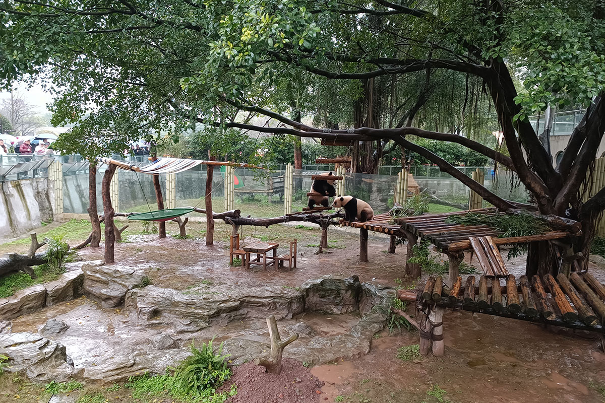 重慶動物園のパンダ