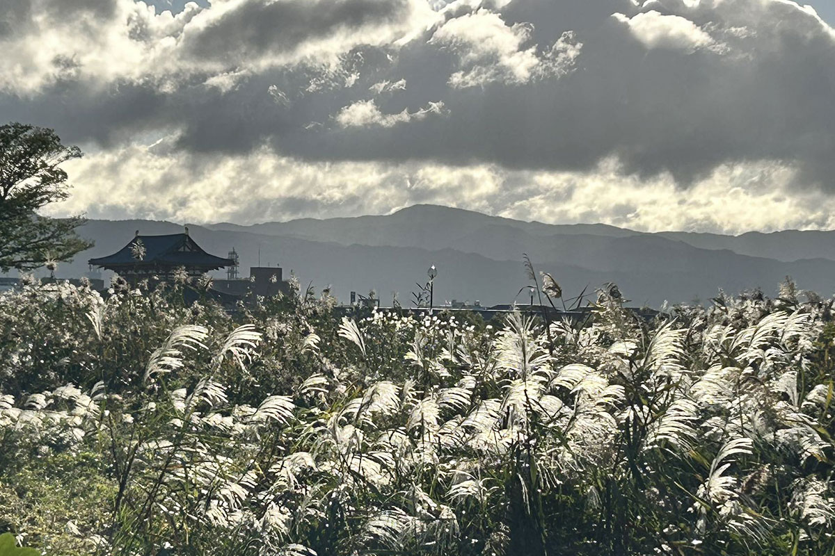 秋の平城京（昨年同時期撮影）