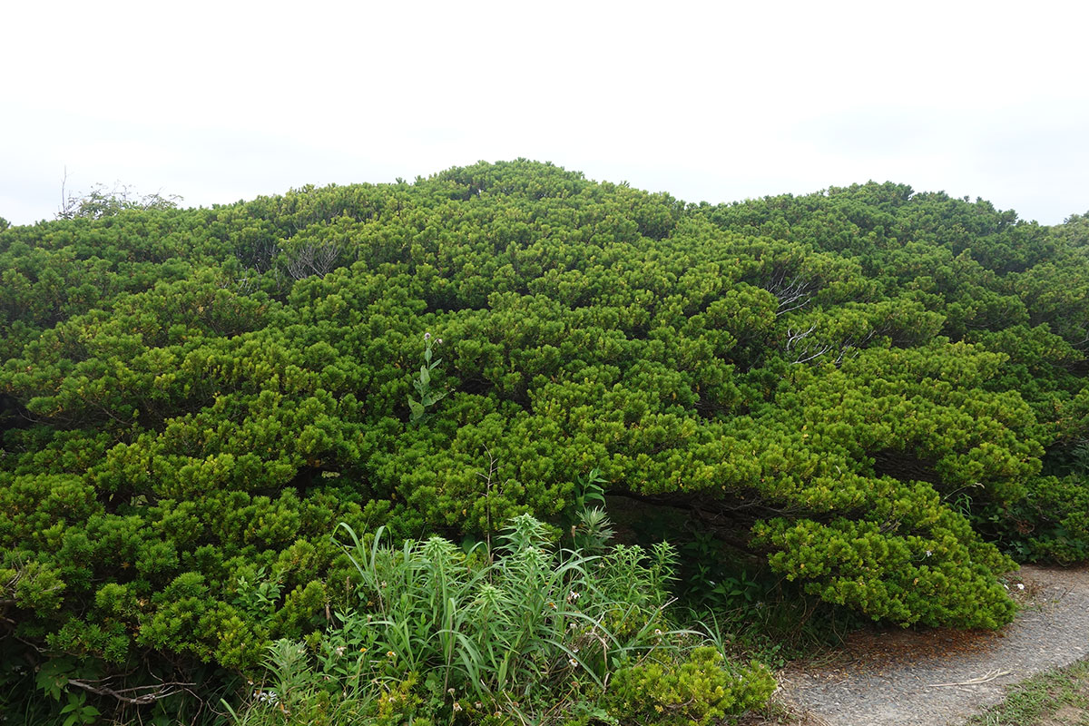 焼尻島のオンコ（イチイ）