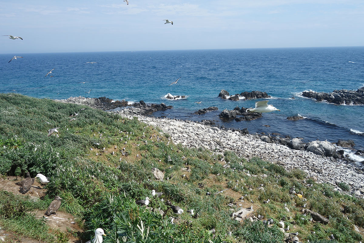 天売島　黒崎海岸