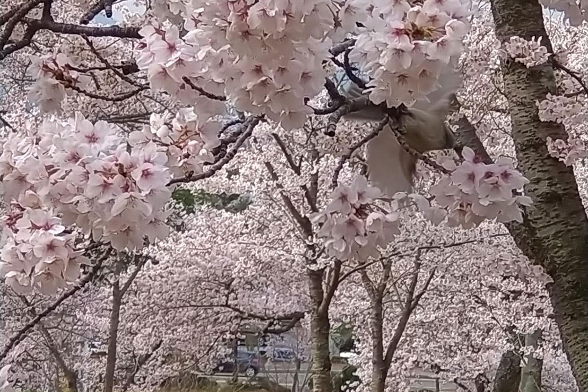 慶州仏国寺への道の桜