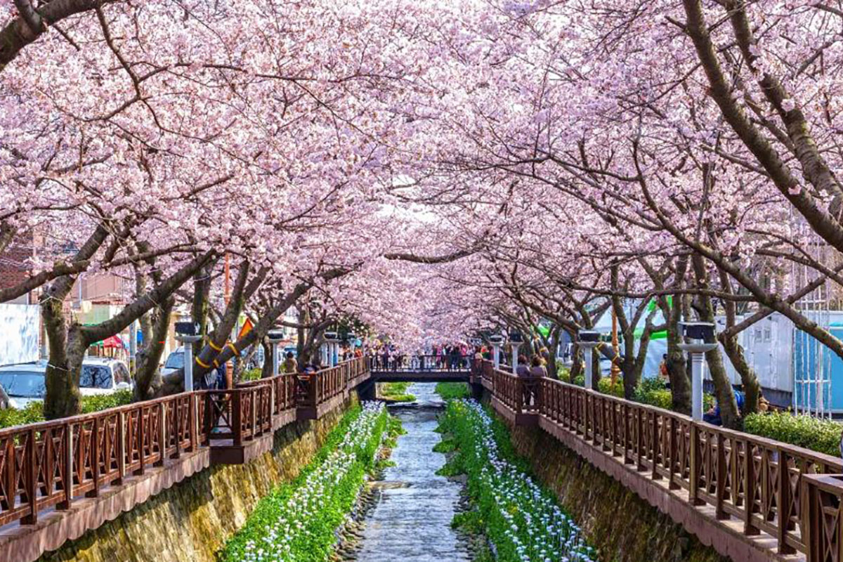 鎮海の桜