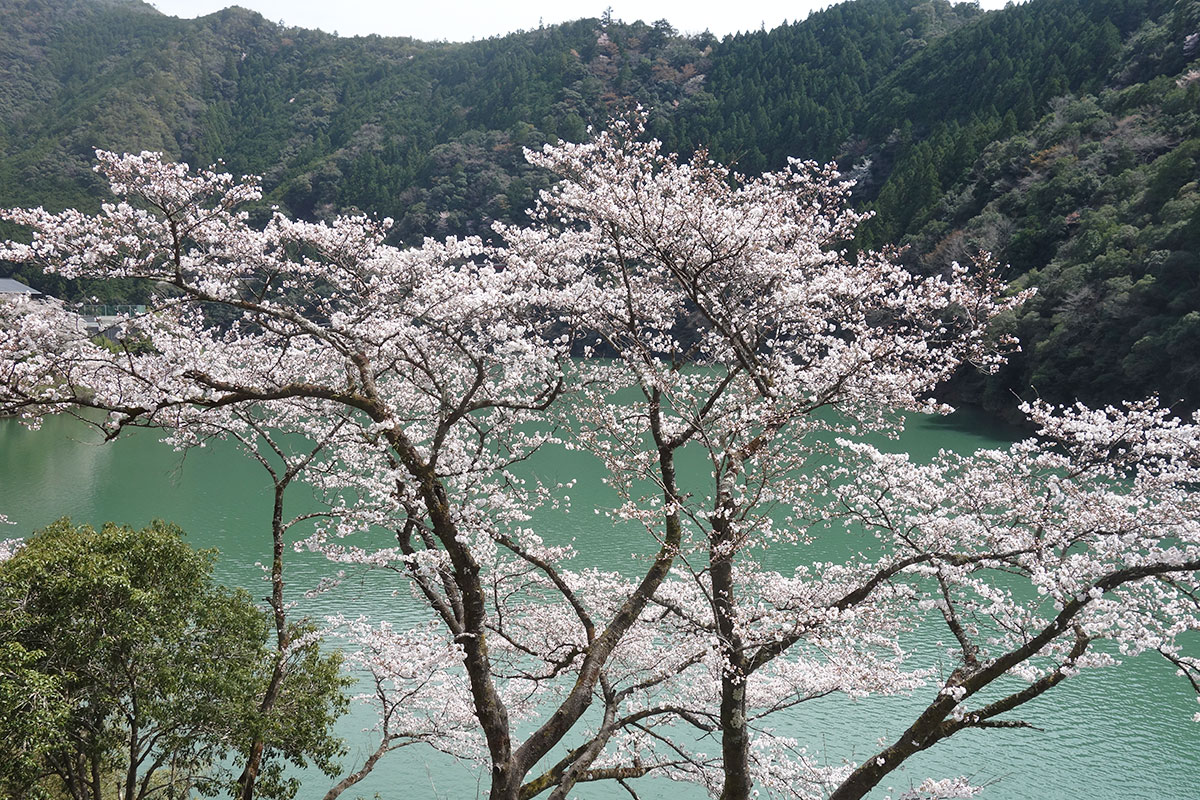 十津川沿いの桜